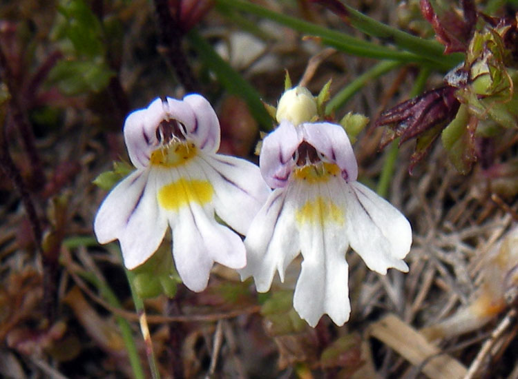 Euphrasia sp